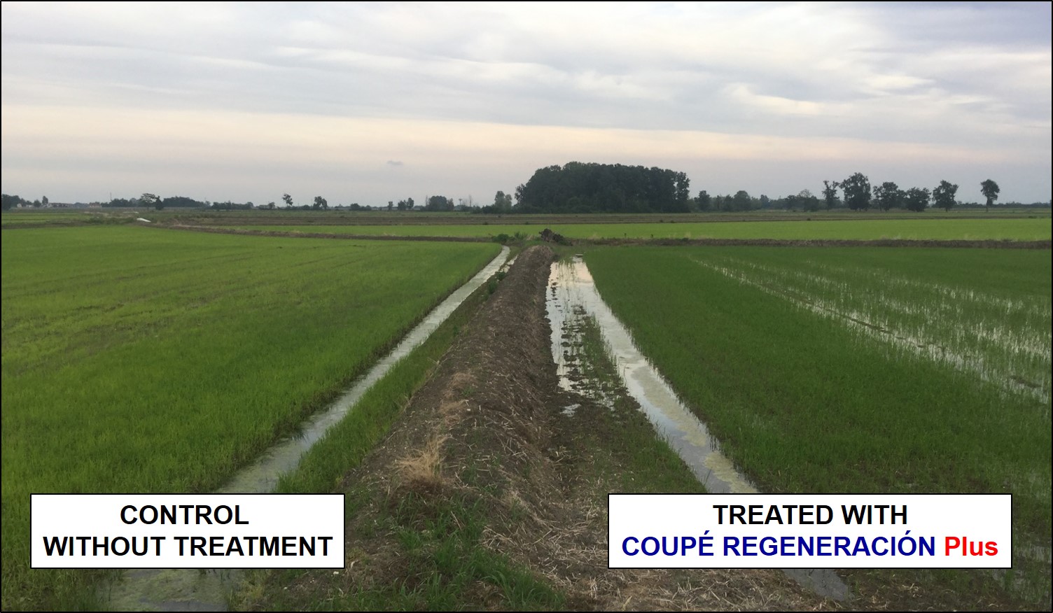 Comparation of rice plants treated with COUPE REGENERACION Plus and control